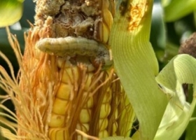 Salió el REM de Aapresid y muestra el quiebre de resistencia de la última línea de defensa biotecnológica del maíz