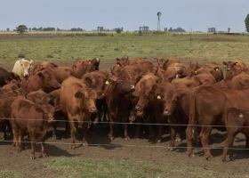 Las inmobiliarias rurales esperan con cautela los dólares del blanqueo