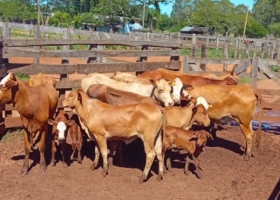 Total impunidad. Corrientes endurece la lucha contra el abigeato tras una ola de robos de hacienda