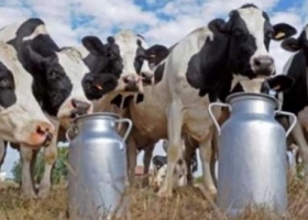 La lechería alcanzó en 2025 su mayor producción de la última década