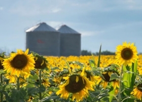 Los precios del girasol en plena cosecha norteña se mantienen firmes y el cultivo 