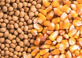 Señales alentadoras en el campo la soja y el maíz recuperan poder de compra y renuevan expectativas