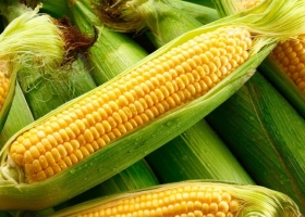 Vuelven a subir la proyección de maíz y el récord de cosecha es aún mayor