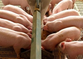 Tiempos de crecimiento para las proteínas animales