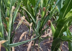 Mientras se habla de un récord nacional con el maíz, en el sur cordobés falta agua y el cereal pierde rinde