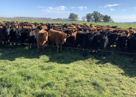 Los precios de la invernada se tomaron un respiro en los últimos días