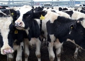 La producción de leche creció fuerte en 2025, casi un 10%, y volvería a aumentar en 2026 aunque de modo más moderada