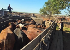 Cheques sin fondos, hacienda en movimiento y un feedlot bajo sospecha: el allanamiento que recuperó ganado por $2000 millones