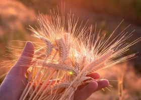 El cultivo que cerró una campaña sólida y aceleró sus exportaciones a nuevos mercados