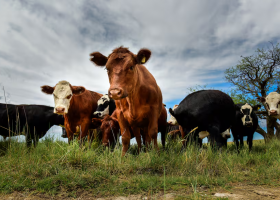Aseguran que es un buen momento para la compra de semillas forrajeras