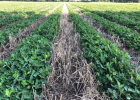 Estados Unidos el capital silencioso que redefine la tierra agrícola