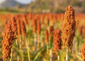 El sorgo avanza a paso corto: la siembra supera el 86% y crece la presión del pulgón amarillo