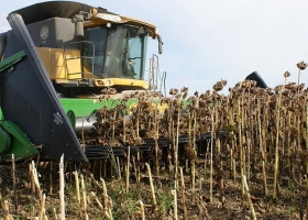 Avanza lento el girasol, pero con rindes récord: el clima define el cierre de la campaña