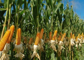 El maíz entra en la recta final de siembra y el clima vuelve a marcar el pulso del cultivo