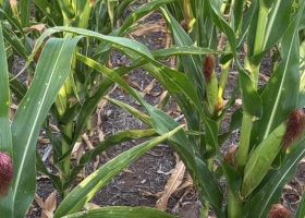 La falta de lluvias complica las fases finales de los granos gruesos