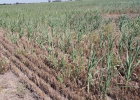 Fuerte impacto: un informe advierte que por la sequía se perderán casi US$3500 millones