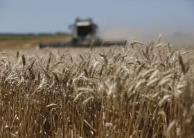 Con sus diferentes caras, el trigo argentino vuelve a sorprender
