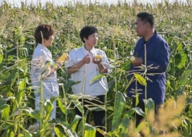 Cosas que pasan en una industria a cielo abierto. Los planes del gobierno chino para autoabastecerse de maíz se complicaron por un golpe climático