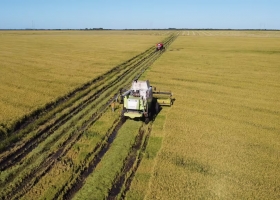 Efecto India los productores de arroz vuelven a tener números en rojo