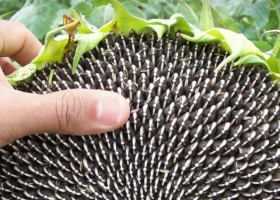 Los embarques argentinos programados de semilla de girasol más que duplican a los de aceite y hasta AGD se subió al negocio