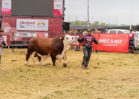 En Expoagro la Expo Braford Avanza tendrá su segunda edición