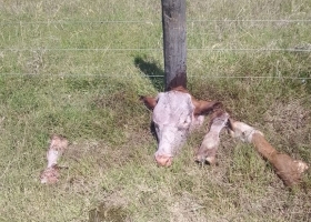 Desprotegido temor por brutales robos de ganado en el sur de Santa Fe