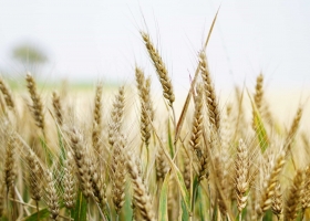 La baja en el precio del trigo disminuye el poder de compra para los insumos.