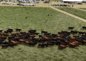 Mayor nutrición para una ganadería de alta producción