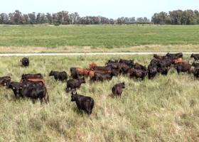 Más de 7 millones de ganado vacuno se encuentran en zonas de riesgo hídrico.