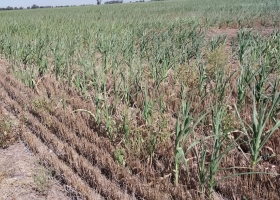 Cosecha: en enero creció un 40% el área con sequía leve en la región central, pero tras las lluvias una entidad sorprendió con una estimación