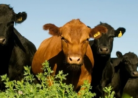 El novillo argentino marca un nuevo récord en dólares y amplía la brecha de precios dentro del Mercosur