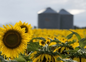 Girasol en Santiago del Estero rindes más ajustados, pero con producción récord mientras los cultivos estivales entran en etapa clave