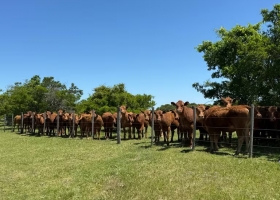 Millonaria operación el vicepresidente de la Rural y sus hermanos vendieron 24.000 hectáreas a un poderoso grupo inversor