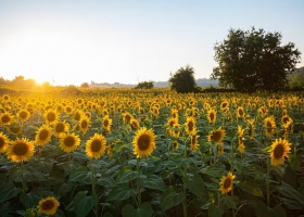 Paradoja a pocos días de la cosecha, los precios del girasol muestran una tendencia alcista