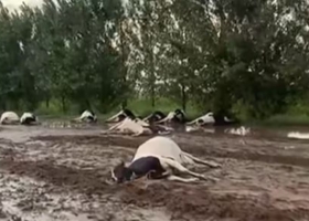 Encuentran decenas de vacas muertas tras una tormenta en Córdoba apuntan a una centella