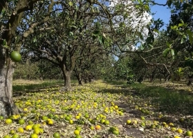 Causó un desastre un violento temporal se llevó la producción de dos importantes regiones citrícolas