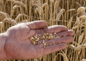 La industria semillera celebró el giro oficial hacia UPOV 91 y habló de “una decisión estructural” para recuperar competitividad