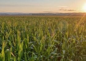 El Producto Bruto del agro en Brasil creció 11,7% en 2025 y fue el motor de la economía del país