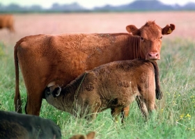Tasas presentaron un proyecto de ley para que los municipios dejen de cobrar la guía ganadera