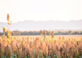 Expoagro 2026 la industria semillera llega con nuevos híbridos, variedades y tecnologías para mejorar el rendimiento