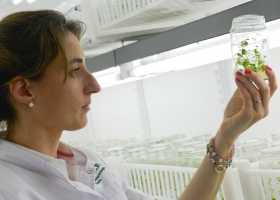 El Gobierno actualizó la normativa sobre organismos genéticamente modificados y busca acelerar la innovación en el agro