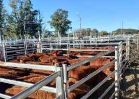 Terneras Angus Certificadas presentaron un programa para jerarquizar la selección y comercialización