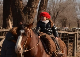 Vine a comprar la niña que sorprende por su habilidad para elegir vacas en los remates y ya piensa en tener su propio campo