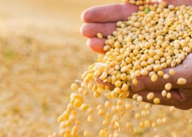 Va a dos velocidades a contramano del mundo, la soja en la Argentina muestra precios estables y un productor que vende con cautela