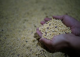 Ley de semillas qué cambia frente al actual esquema, según la propuesta definitiva de la Mesa de Enlace