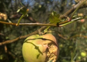 Tuvo una fuerza descomunal una tormenta extrema con granizo arrasó en una de las zonas más productivas del país