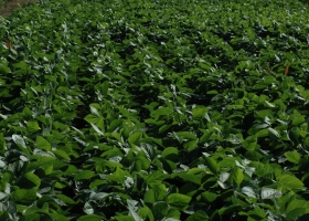 Las lluvias mejoraron el déficit hídrico de las sojas ‘de gran parte de la campaña’