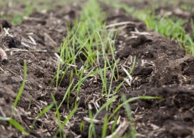 Luces amarillas para el trigo de la campaña 2026/27