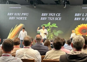 Renovación genética marca multinacional presentó híbridos de maíz con tolerancia a la chicharrita, entre otras novedades