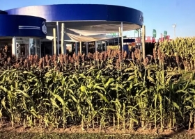 Descubrimiento: encontraron la clave genética para evitar millonarias pérdidas en un importante cultivo